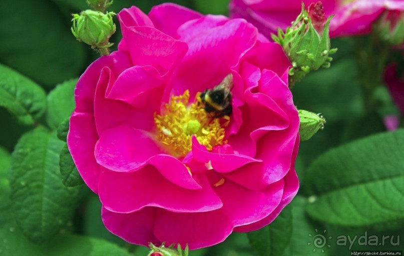 Дворцовый сад Хофгартен