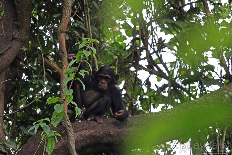 Трудно снимать черных шимпанзе в черном лесу, особенно утром