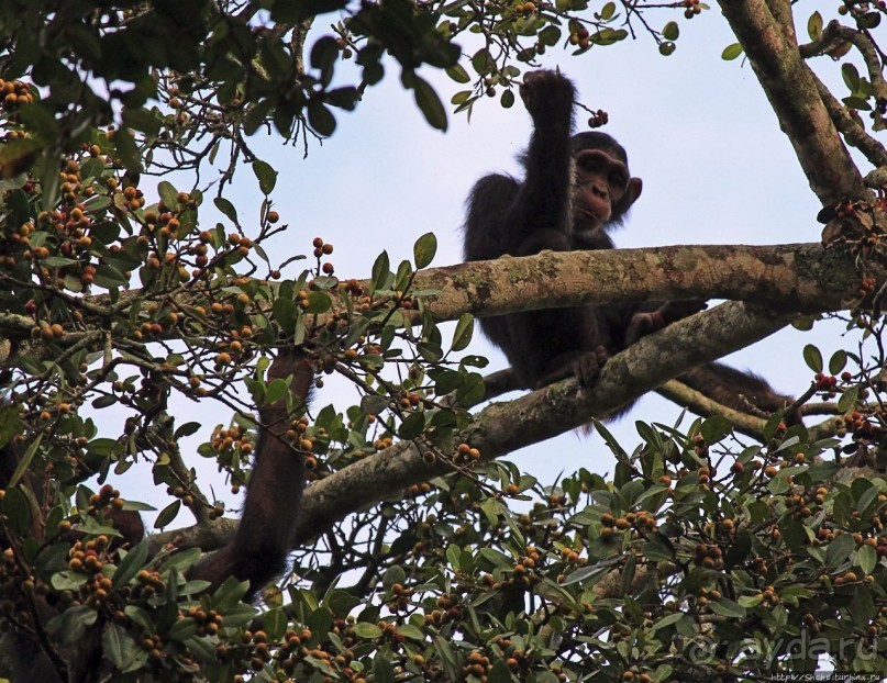 Трудно снимать черных шимпанзе в черном лесу, особенно утром
