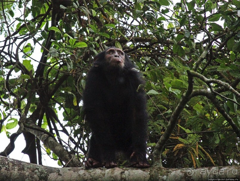Трудно снимать черных шимпанзе в черном лесу, особенно утром