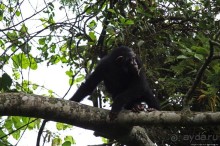 Трудно снимать черных шимпанзе в черном лесу, особенно утром