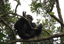 Трудно снимать черных шимпанзе в черном лесу, особенно утром