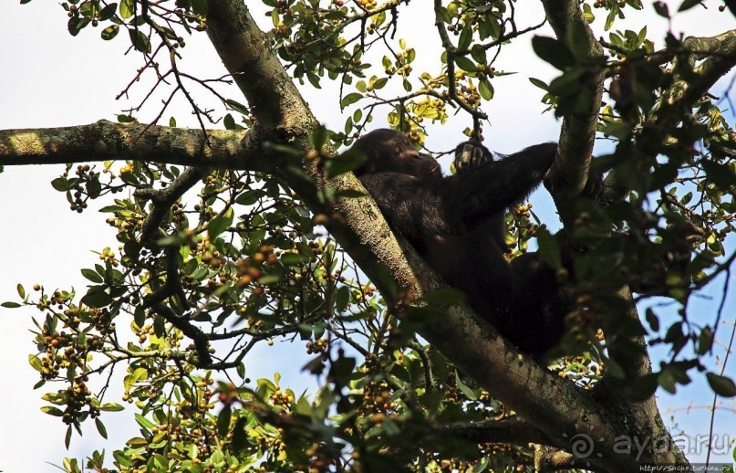 Трудно снимать черных шимпанзе в черном лесу, особенно утром