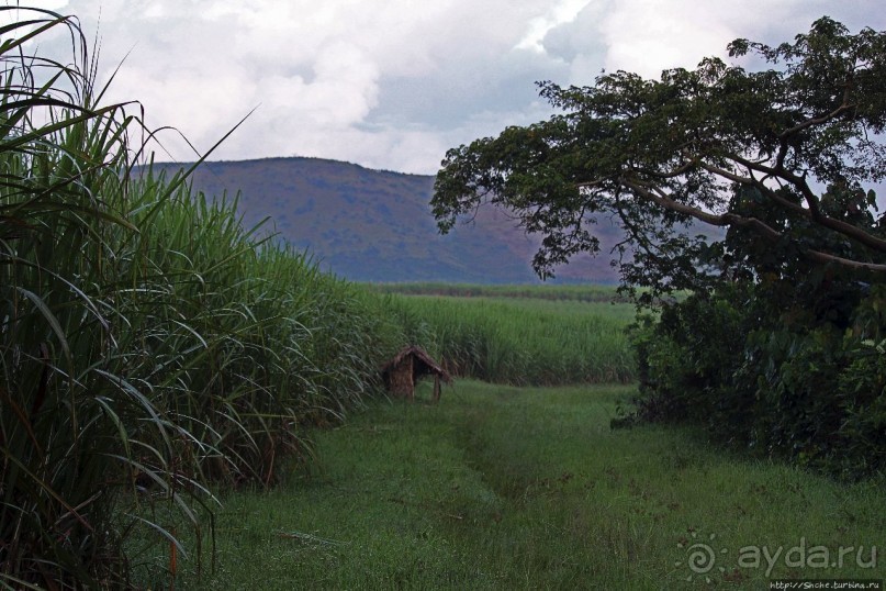 Трудно снимать черных шимпанзе в черном лесу, особенно утром