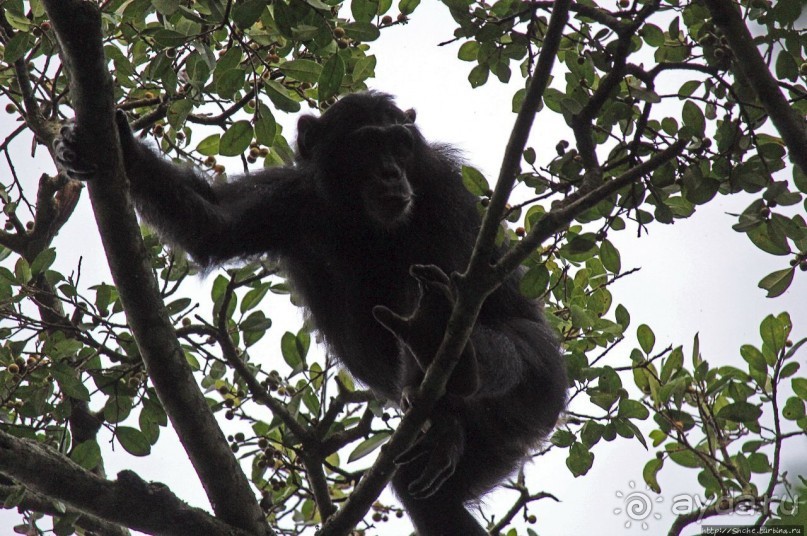 Трудно снимать черных шимпанзе в черном лесу, особенно утром