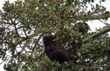 Трудно снимать черных шимпанзе в черном лесу, особенно утром