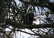 Трудно снимать черных шимпанзе в черном лесу, особенно утром