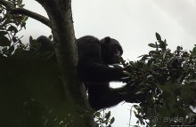 Трудно снимать черных шимпанзе в черном лесу, особенно утром