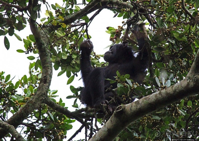 Трудно снимать черных шимпанзе в черном лесу, особенно утром