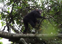 Трудно снимать черных шимпанзе в черном лесу, особенно утром