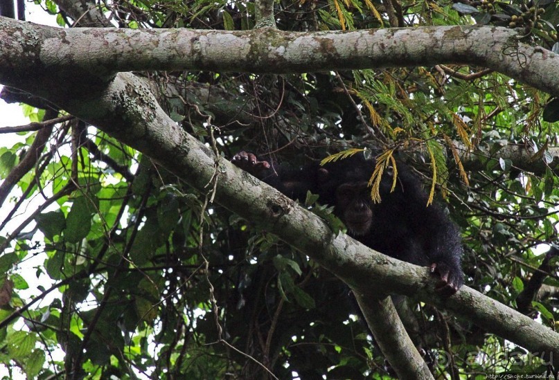 Трудно снимать черных шимпанзе в черном лесу, особенно утром