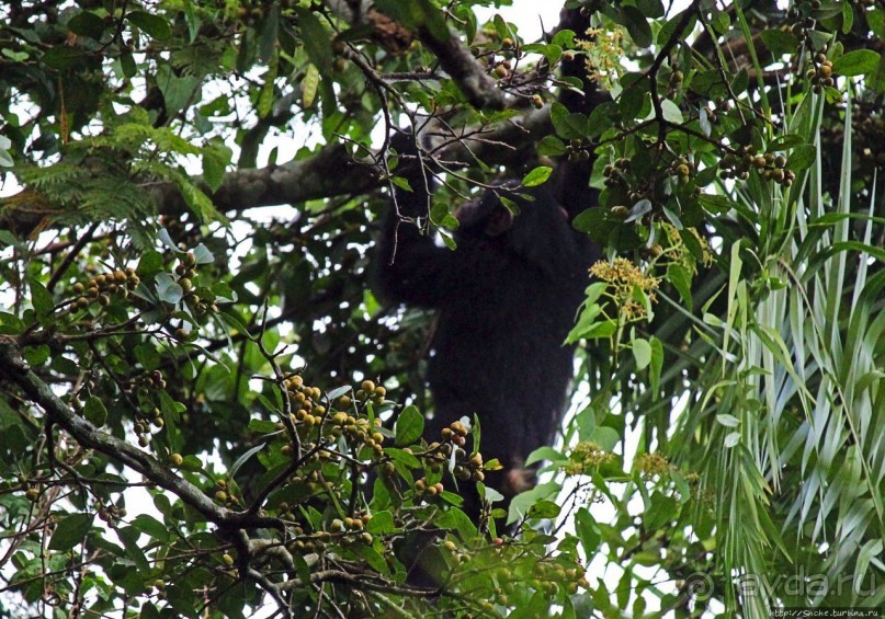 Трудно снимать черных шимпанзе в черном лесу, особенно утром