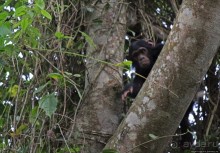 Трудно снимать черных шимпанзе в черном лесу, особенно утром
