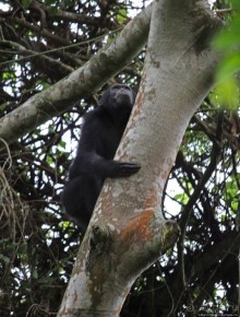 Трудно снимать черных шимпанзе в черном лесу, особенно утром