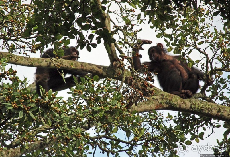 Трудно снимать черных шимпанзе в черном лесу, особенно утром