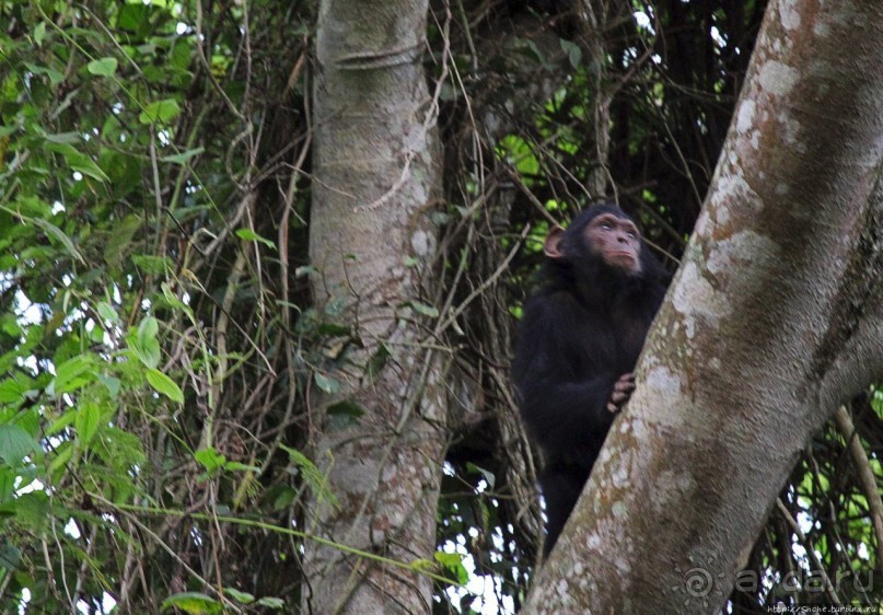 Трудно снимать черных шимпанзе в черном лесу, особенно утром