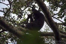 Трудно снимать черных шимпанзе в черном лесу, особенно утром