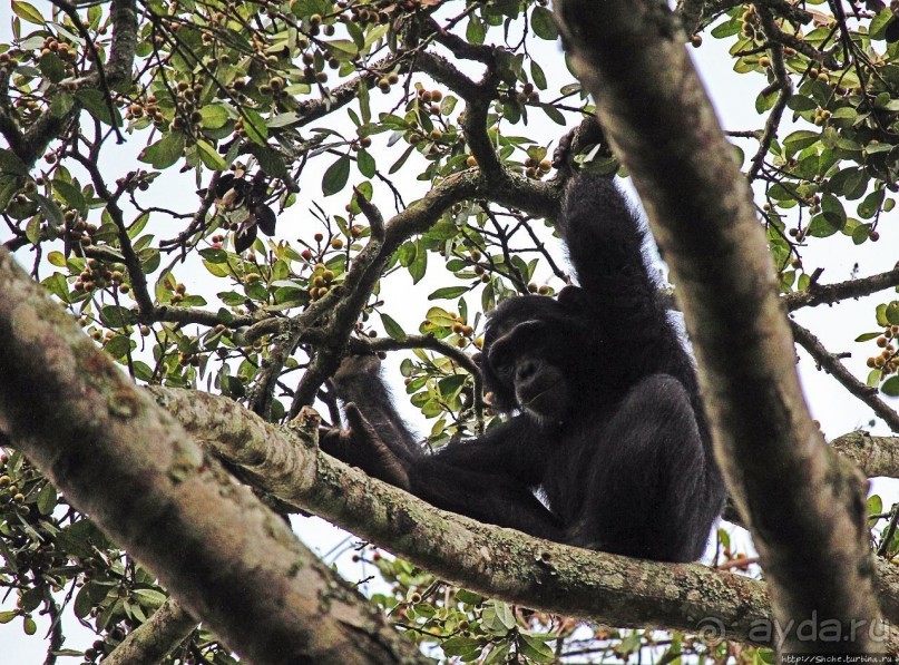 Трудно снимать черных шимпанзе в черном лесу, особенно утром