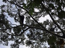 Трудно снимать черных шимпанзе в черном лесу, особенно утром