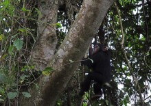 Трудно снимать черных шимпанзе в черном лесу, особенно утром