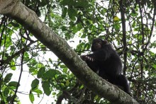 Трудно снимать черных шимпанзе в черном лесу, особенно утром