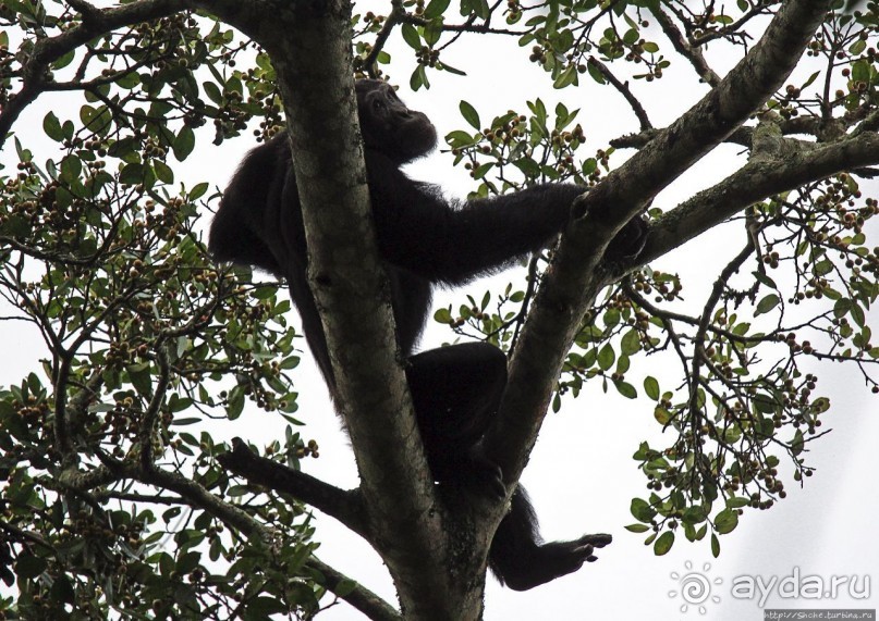 Трудно снимать черных шимпанзе в черном лесу, особенно утром