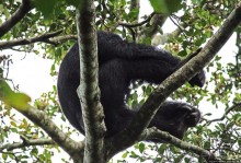 Трудно снимать черных шимпанзе в черном лесу, особенно утром