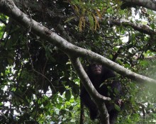 Трудно снимать черных шимпанзе в черном лесу, особенно утром