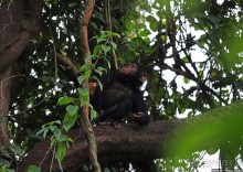 Трудно снимать черных шимпанзе в черном лесу, особенно утром