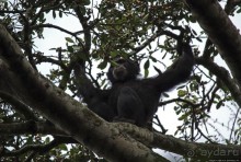Трудно снимать черных шимпанзе в черном лесу, особенно утром