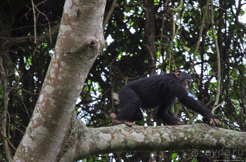 Трудно снимать черных шимпанзе в черном лесу, особенно утром