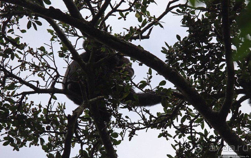 Трудно снимать черных шимпанзе в черном лесу, особенно утром
