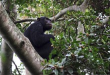 Трудно снимать черных шимпанзе в черном лесу, особенно утром