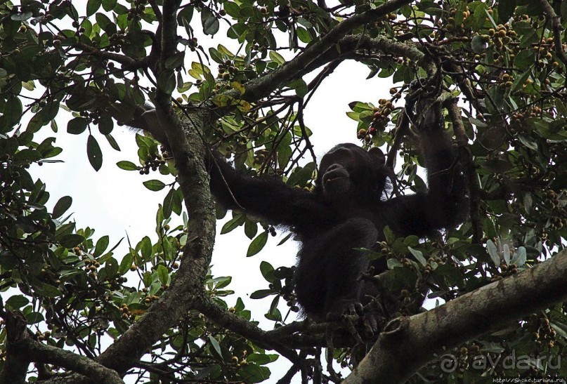 Трудно снимать черных шимпанзе в черном лесу, особенно утром