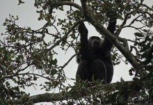 Трудно снимать черных шимпанзе в черном лесу, особенно утром