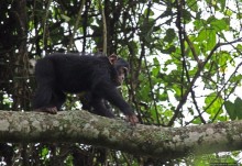 Трудно снимать черных шимпанзе в черном лесу, особенно утром