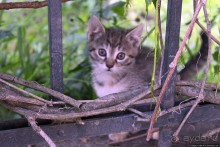 Знакомство с городом Банска-Штьявницей (объект ЮНЕСКО №618)