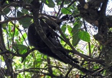 Спуск с Килиманджаро - обратная перемотка.