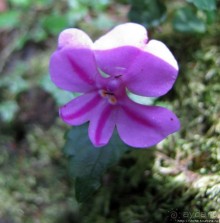 Спуск с Килиманджаро - обратная перемотка.