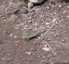 Спуск с Килиманджаро - обратная перемотка.