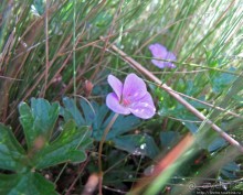 Спуск с Килиманджаро - обратная перемотка.