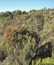 Спуск с Килиманджаро - обратная перемотка.