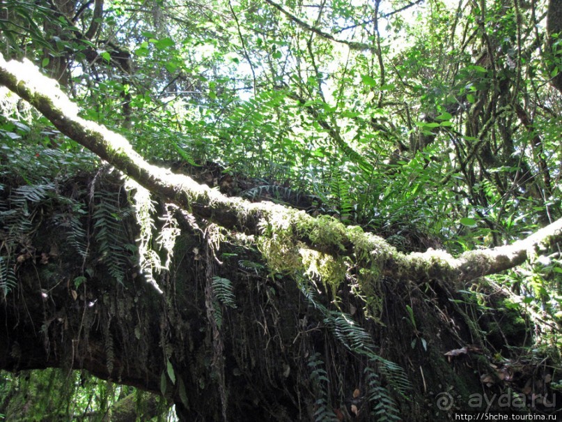 Спуск с Килиманджаро - обратная перемотка.