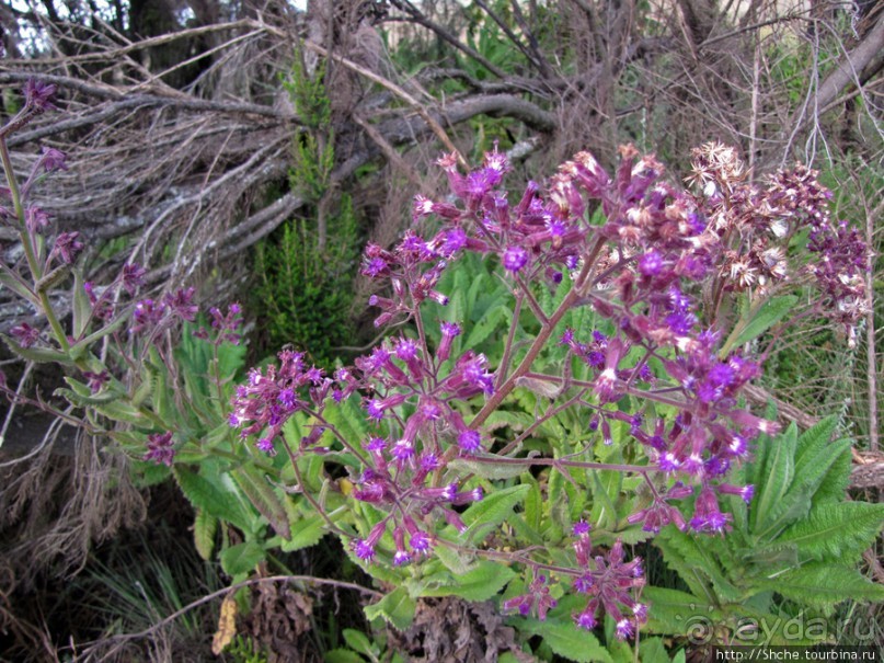 Спуск с Килиманджаро - обратная перемотка.