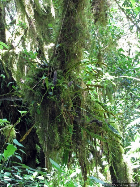 Спуск с Килиманджаро - обратная перемотка.