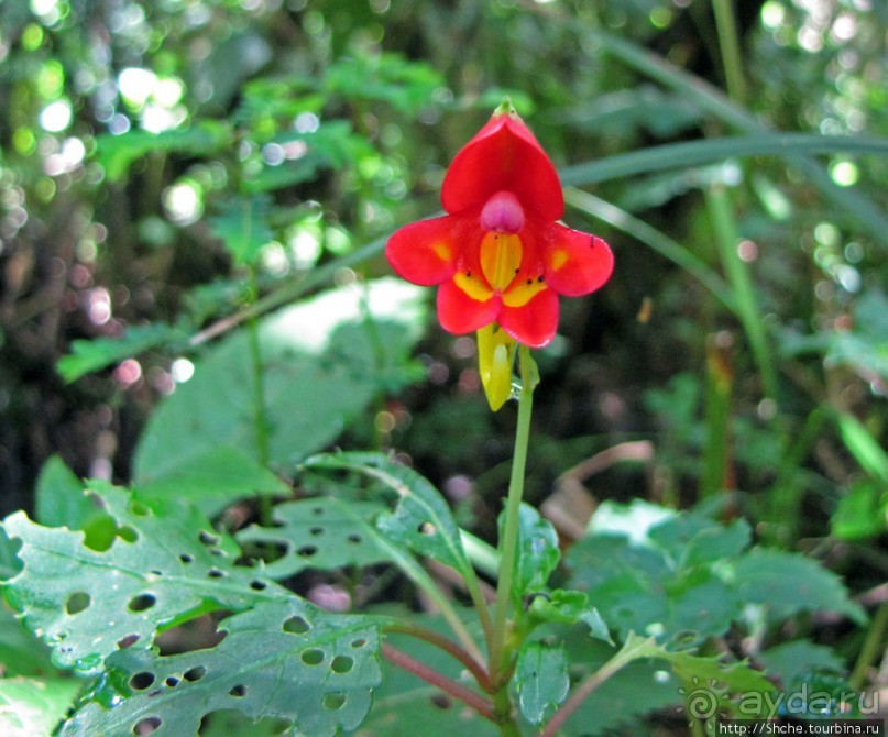 Спуск с Килиманджаро - обратная перемотка.