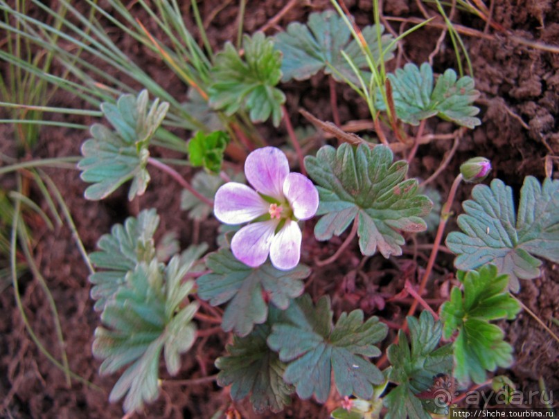 Спуск с Килиманджаро - обратная перемотка.