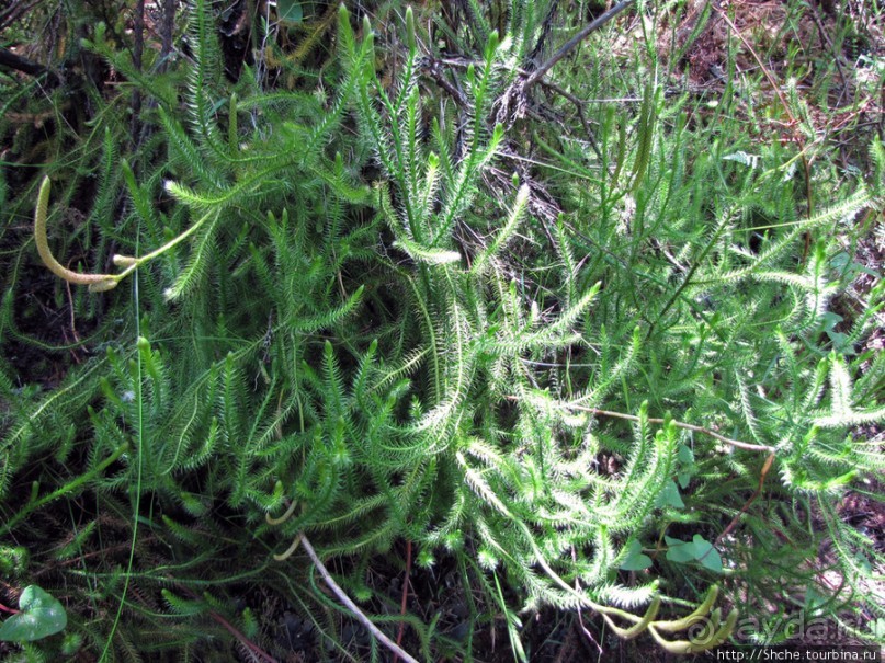 Спуск с Килиманджаро - обратная перемотка.