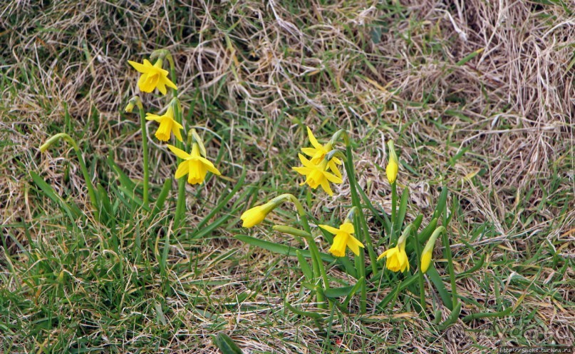 Ты не хил и с утра не пил, можешь взобраться на Peel Hill