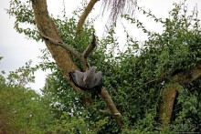 Ишаша — "практическая орнитология", или "львы ушли в Конго"